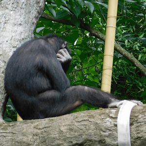 Bonobo