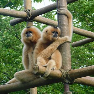 Buff-Cheeked Gibbon