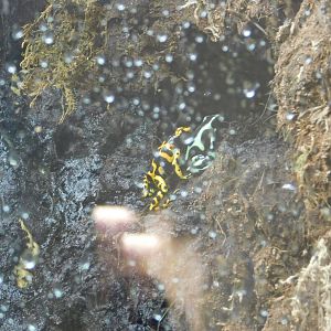Bumblebee and Green and Black Dart Frogs