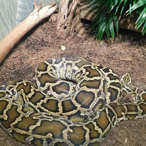Burmese Python