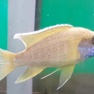 Aulonocara beanschi/maleri