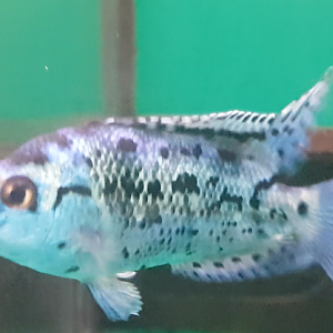 Blue Dempsey - Cichlasoma octofasciatum