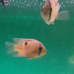 Aequidens cleithracara maronii