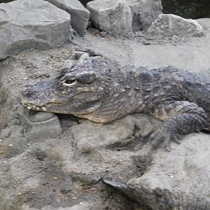 Chinese Alligator