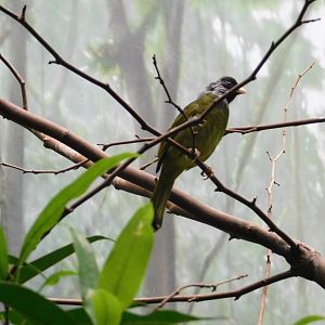 Collared Finch-Billed Bulbul
