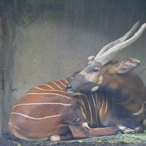 Eastern Bongo