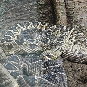 Eastern Diamondback Rattlesnake