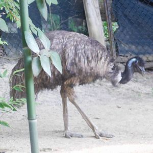 Emu