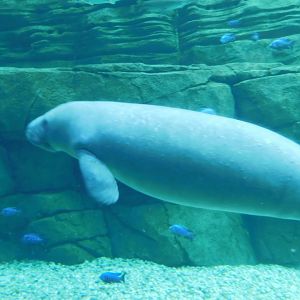 Florida Manatee
