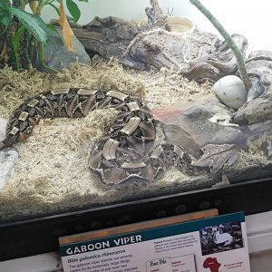 Gabon Viper