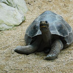 Galapagos Tortoise