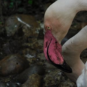 Greater Flamingo