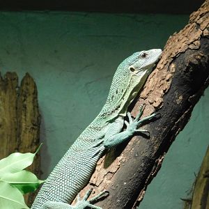 Green Tree Monitor