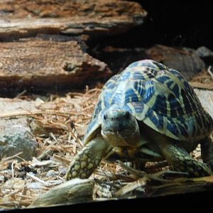 Indian Star Tortoise