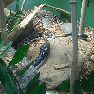 Indochinese Spitting Cobra