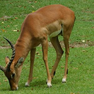 Kenyan Impala
