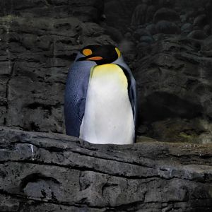 King Penguin