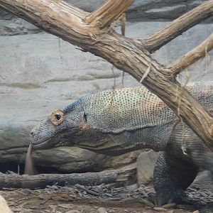Komodo Dragon