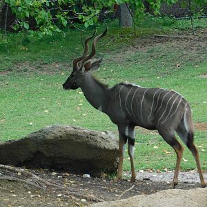 Lesser Kudu