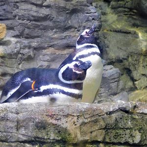 Magellenic Penguin