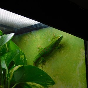 Madagascar Giant Day Gecko