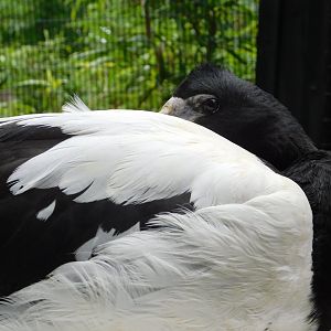 Magpie Goose