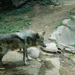 Mexican Grey Wolf