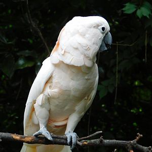 Molluccan Cockatoo