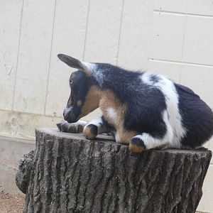 Nigerian Dwarf Goat