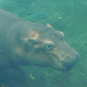 Nile Hippo (Fiona)