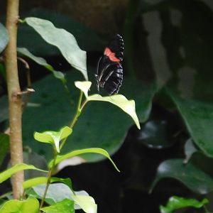 Passion Flower Butterfly