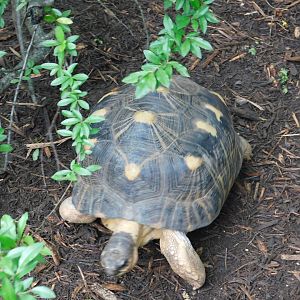 Radiated Tortoise