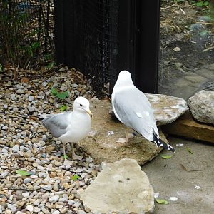 Ring-Billed Gull