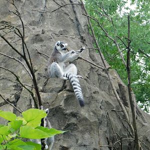 Ring-Tailed Lemur