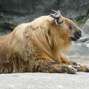 Sichuan Takin