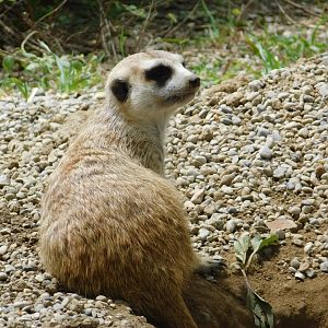 Slender-Tailed Meerkat
