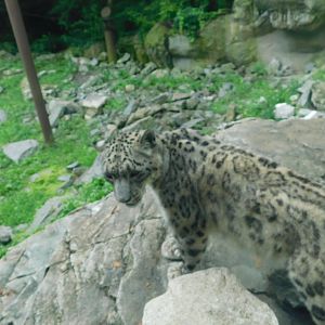 Snow Leopard