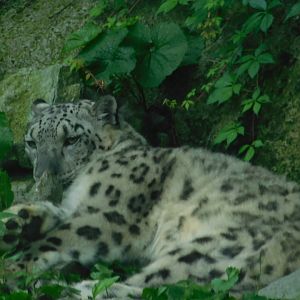 Snow Leopard