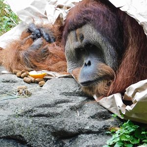 Sumatran Orangutan