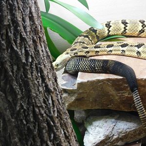 Timber Rattlesnake