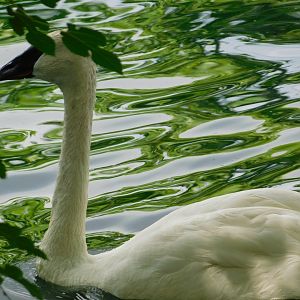 Trumpeter Swan