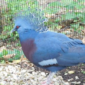 Victoria Crowned Pigeon