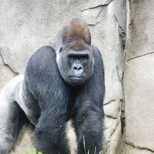 Western Lowland Gorilla