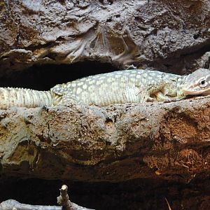White Ackies Dwarf Monitor
