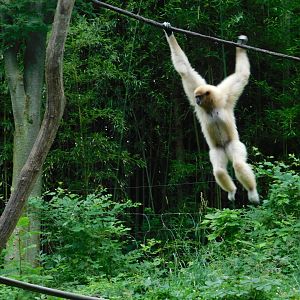 White-Handed Gibbon