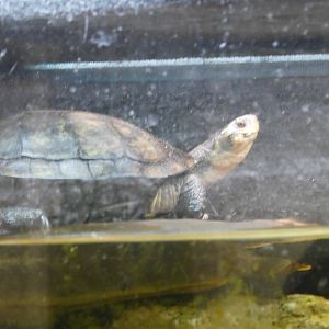 Yellow Pond Turtle
