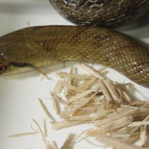 Aesculapian rat snake - Zamenis lineatus