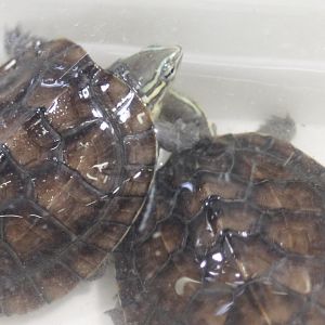 Annam leaf turtle - Mauremys annamensis