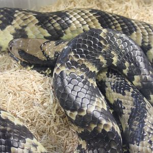 False water cobra - Hydrodynastes gigas