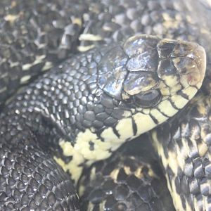 Giant malagassy hognose - Leiohetrodon madagascariensis